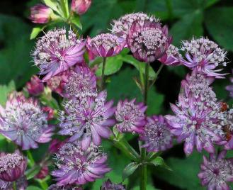 Astrantia major 'Hillview Red'closeup-bloemen-vn