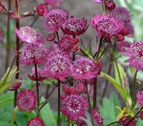 Astrantia major 'Gill Richardson'