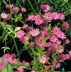 Astrantia-major-Venice2