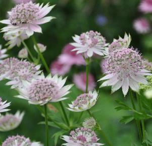 Astrantia-major-Buckland-closeup