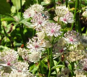 Astrantia-major-Sunningdale-variegated-habitus-vnn