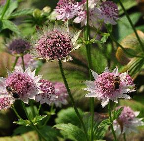 AstrantiaBucklandvnn