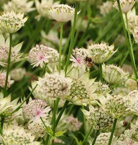 AstrantiahybrideBerendienmetbij