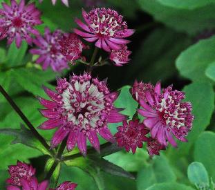 Astrantia major 'Dark Shiney Eyes 'closeup bloemen 