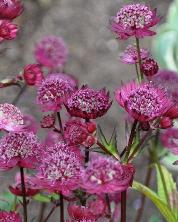 Astrantia major 'Gill Richardson' 