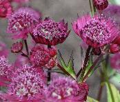 AstrantiamajorGillRichardsonVN