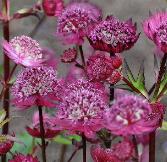 Astrantia major 'Gill Richardson' VN