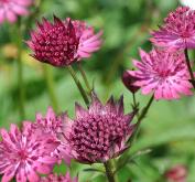 AstrantiamajorWashfield