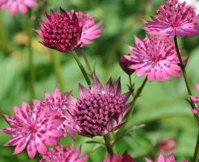 AstrantiamajorWashfield