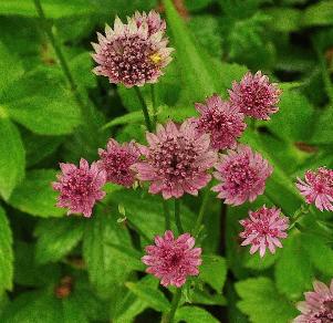 Astrantia-major-'Roma'-detail