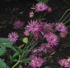 AstrantiaRubyStarbloemen