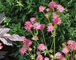 AstrantiaVenice