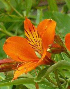 Alstroemeria aurora 'Orange King'