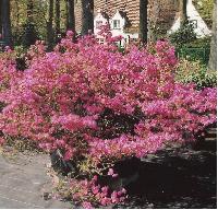 Azalea japonica amoena - foto De Tuinpoort