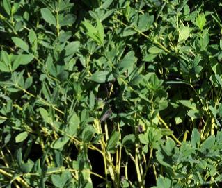 Baptisia australis indigolupine