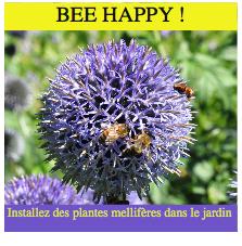 Bee happy installez des plantes mellifères