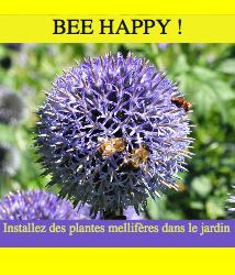 Bee happy installez des plantes mellifères