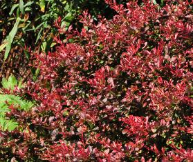 Berberis-thunbergii-f-atropurpurea-Atropurpurea-Nana-habitus