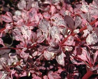 Berberis-thunbergii-Harlequin