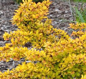 Berberis thunbergii 'Diabolicum'