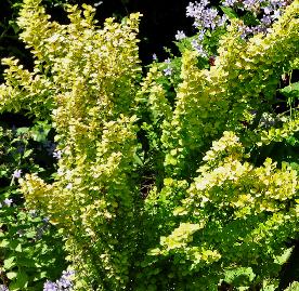 Berberis thunbergii 'GOLDEN TORCH'