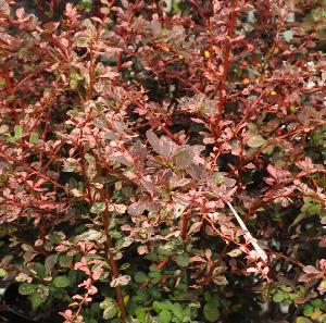 Berberis thunbergii 'Roseglow'