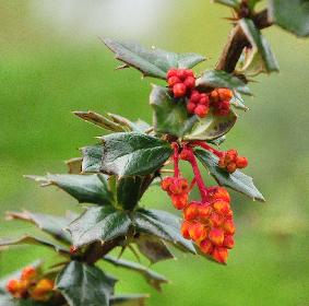 Berberis-x-lologensis-Mystery-Fire-april-2012-