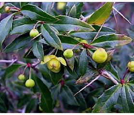 Berberis x Chenaultii