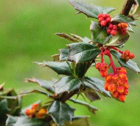 Berberis x lologensis 'Mystery Fire' april 2012 