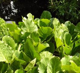 bergeniacordifolia