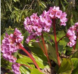 BergeniaCordifolia