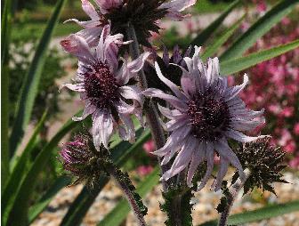 Berkheya-purpurea-Silver-Spikebloemen-distelachtige-asteraceae-vnn