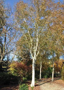 Betula affinis utilis (N-Indië / W-Nepal) herstkleuren VN