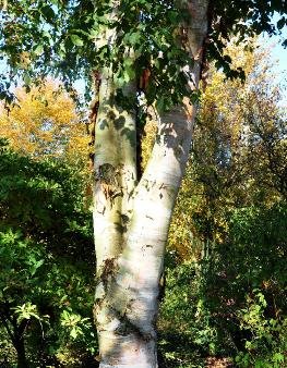 Betula-albo-sinensis-Chinese-berk- amberkleurige -bast