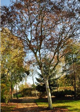 Betula-ermanii-goudberk