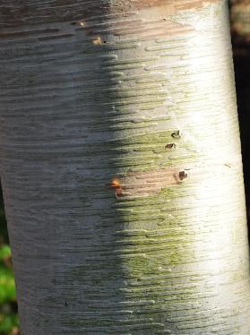Betula-ermanii-goudberk-closeup-schors
