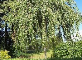 Betula-pendula-Youngii-GNFU-License