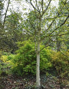 Betula-utilis-jacquemontii-Inverleith