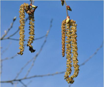 Betula-utilis-Keyelang-catkins