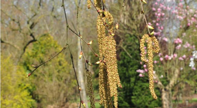 Betula-utilis-Keyelang-catkins-vrouwelijke-katjes