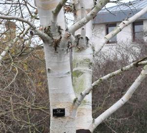 Betula-utilis-var-Jacquemontii-closeup