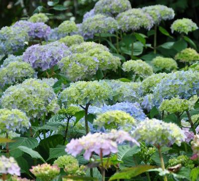 Blauwe hortensia wolk met Hydrangea 'Blaue Donau'