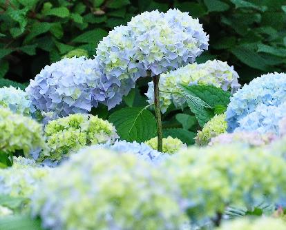 blauwehydrangeamacrophyllawolk