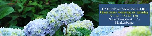 blauwehydrangeamacrophyllawolk