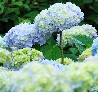 blauwehydrangeamacrophyllawolk