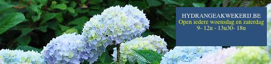 blauwehydrangeamacrophyllawolk