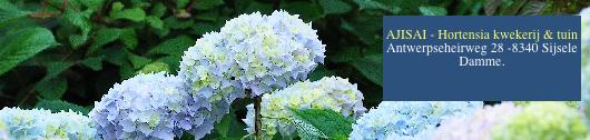 blauwehydrangeamacrophyllawolk1