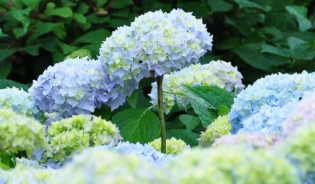 blauwehydrangeamacrophyllawolk