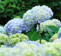 blauwehydrangeamacrophyllawolk