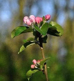 BloesemmalusdomesticaLordLambourne